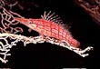 Longnose Hawkfish